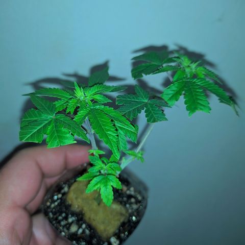 Tangie BSF (CLONE) growlog timeline photo