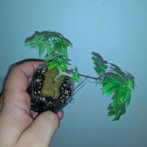 Tangie BSF (CLONE) growlog photo: LST DE LEVE PRA COMEÇAR OS TREINAMENTOS E FORTALECER O CAULE E GALHOS. TAMBÉM AJUDA OS RAMOS MENORES A SE DESENVOLVEREM.