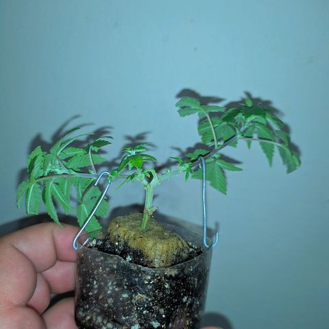 Tangie BSF (CLONE) growlog photo: LST DE LEVE PRA COMEÇAR OS TREINAMENTOS E FORTALECER O CAULE E GALHOS. TAMBÉM AJUDA OS RAMOS MENORES A SE DESENVOLVEREM.