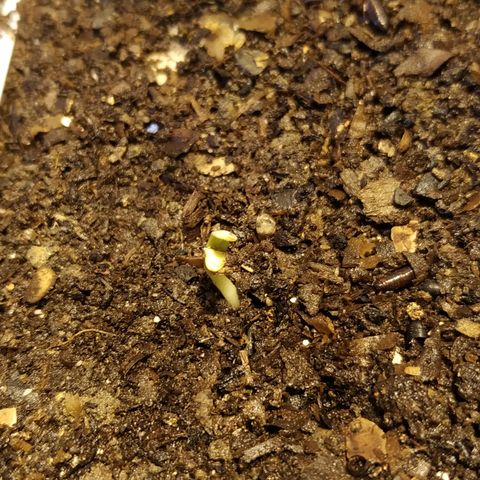 Frisian Duck f2#2 growlog timeline photo