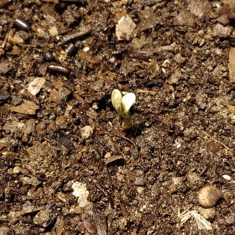 Frisian Duck f2#2 growlog timeline photo