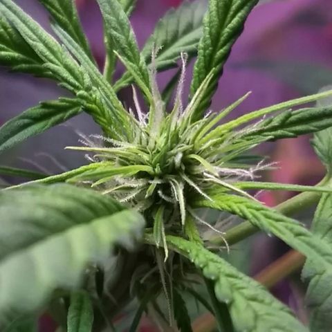 FLASHBACK 47 growlog timeline photo
