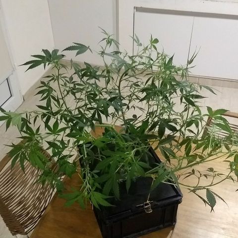 FLASHBACK 47 growlog timeline photo