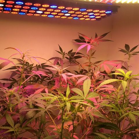FLASHBACK 47 growlog timeline photo