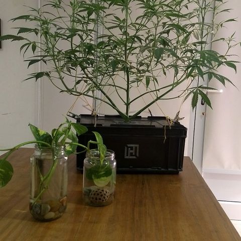 FLASHBACK 47 growlog timeline photo