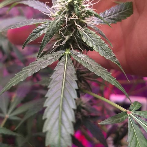 FLASHBACK 47 growlog timeline photo