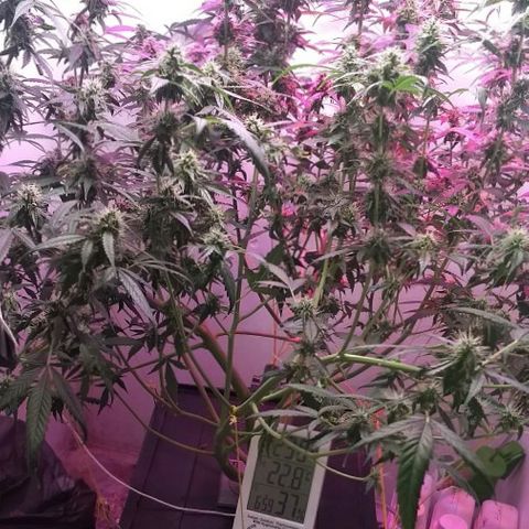 FLASHBACK 47 growlog timeline photo