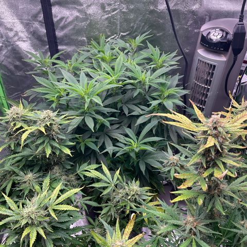 Blue Dream growlog photo: Watered with nutes to get ready for vacation