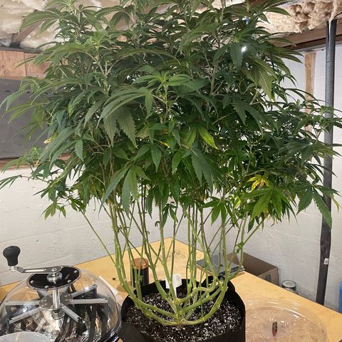 Blue Dream growlog timeline photo
