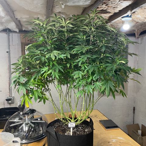 Blue Dream growlog photo: Waiting on the autos to finish. Debating about SCROGing