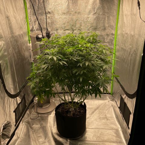 Blue Dream growlog photo: Waiting on the autos to finish. Debating about SCROGing