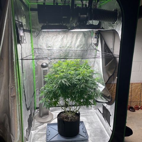 Blue Dream growlog timeline photo