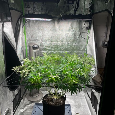 Blue Dream growlog timeline photo