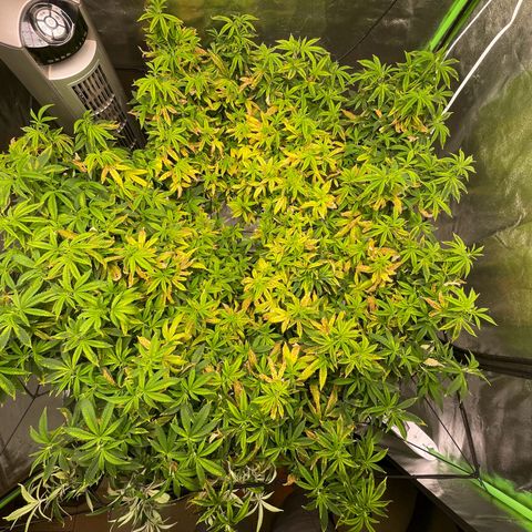 Blue Dream growlog photo: Fixed the low pH that caused the lockout. Now on day 3 of getting the nutrients up to a safe zone. 