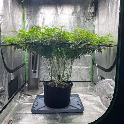Blue Dream growlog photo: Watered with nutes again. Still only 480 ppm. But she’s looking better everyday