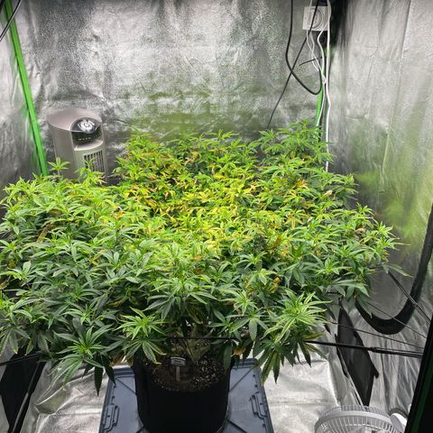 Blue Dream growlog photo: Watered with nutes again. Still only 480 ppm. But she’s looking better everyday