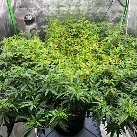 Blue Dream growlog photo: Watered with nutes. Last 10% of runoff pH  is STILL reading 5.3…. At least it is taking in the nutes now 