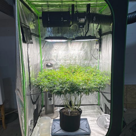 Blue Dream growlog photo: Watered with nutes. Last 10% of runoff pH  is STILL reading 5.3…. At least it is taking in the nutes now 
