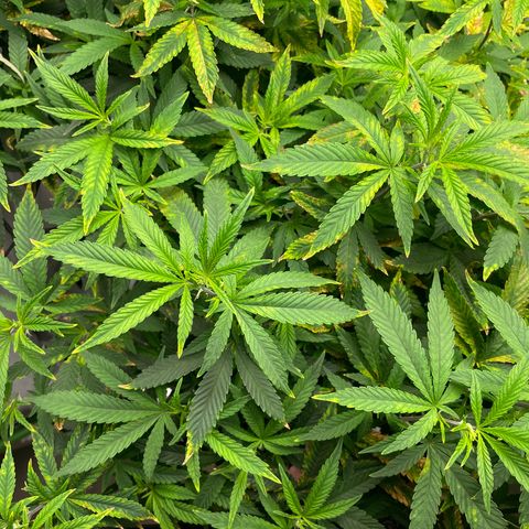 Blue Dream growlog photo: Watered with nutes. Last 10% of runoff pH  is STILL reading 5.3…. At least it is taking in the nutes now 