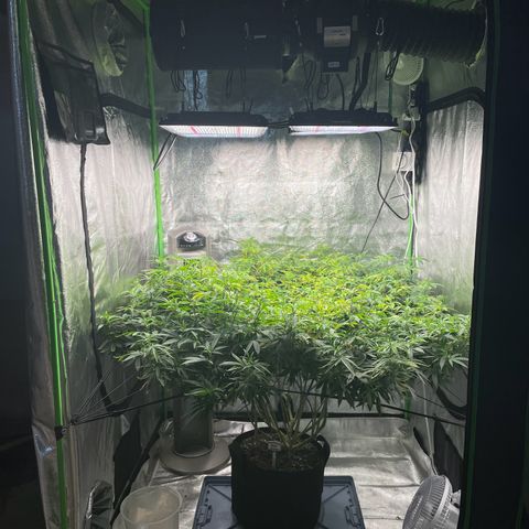 Blue Dream growlog photo: She’s still improving everyday. pH still keeps ready low no matter what. But she’s taking in the nutrients like crazy right now. Once that evens out, she’ll be ready to flip