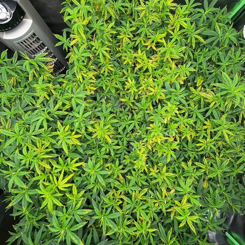 Blue Dream growlog photo: She’s still improving everyday. pH still keeps ready low no matter what. But she’s taking in the nutrients like crazy right now. Once that evens out, she’ll be ready to flip