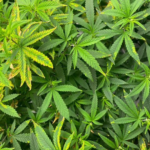 Blue Dream growlog photo: She’s still improving everyday. pH still keeps ready low no matter what. But she’s taking in the nutrients like crazy right now. Once that evens out, she’ll be ready to flip