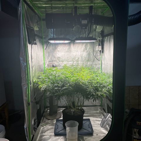 Blue Dream growlog photo: Flipping today
