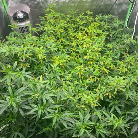 Blue Dream growlog photo: Flipping today