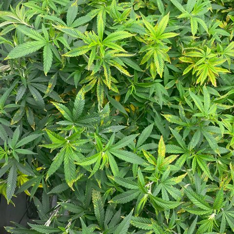 Blue Dream growlog photo: Flipping today