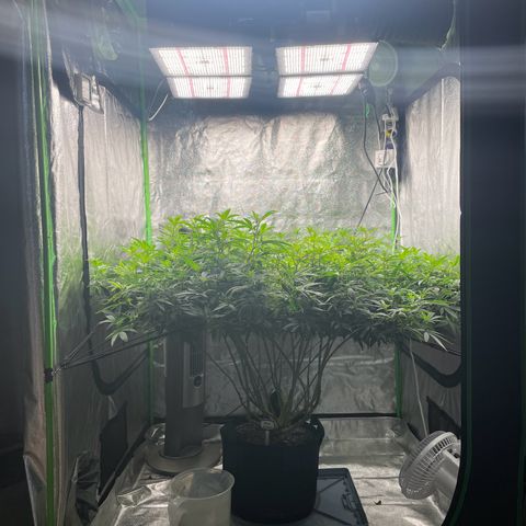 Blue Dream growlog timeline photo