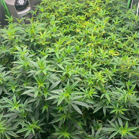 Blue Dream growlog timeline photo