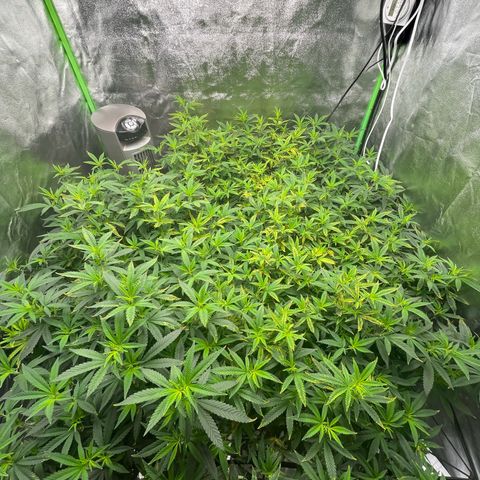 Blue Dream growlog timeline photo