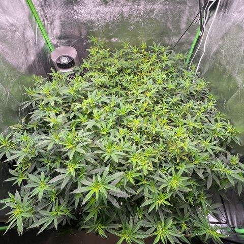 Blue Dream growlog photo: Everything’s looking good. Pistols are popping out. 