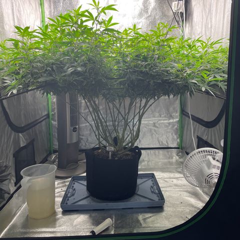 Blue Dream growlog photo: Everything’s looking good. Pistols are popping out. 