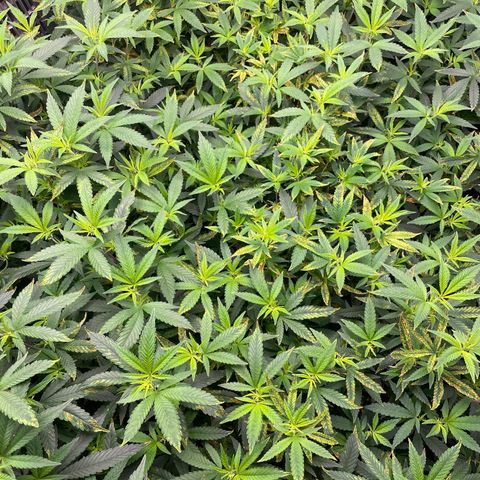 Blue Dream growlog photo: Everything’s looking good. Pistols are popping out. 