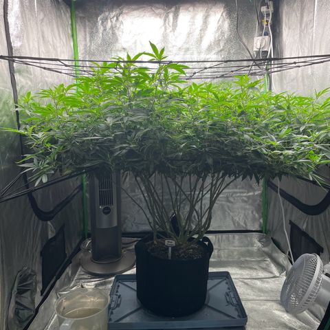Blue Dream growlog photo: Added another SCROG. Hopefully the buds will be big enough to need to use it for support. 