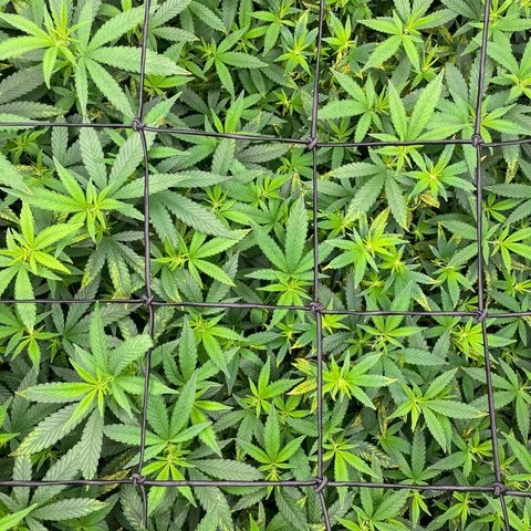 Blue Dream growlog photo: Added another SCROG. Hopefully the buds will be big enough to need to use it for support. 