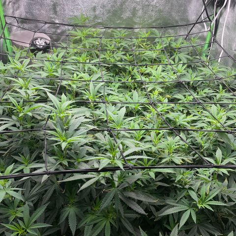 Blue Dream growlog photo: Added another SCROG. Hopefully the buds will be big enough to need to use it for support. 
