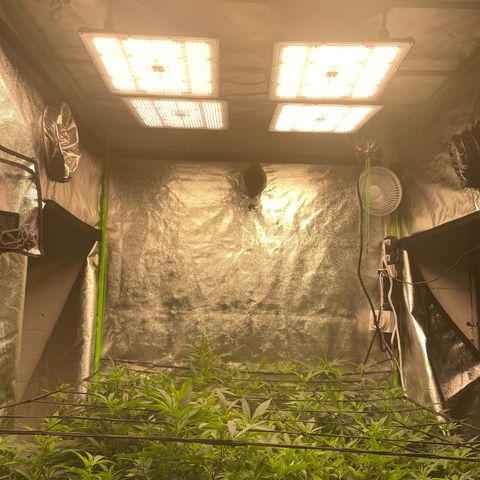 Blue Dream growlog photo: I moved the air filter systems out of the tent so that I could raise the lights to the maximum height. 3d printer for the win again to print tent clips. 