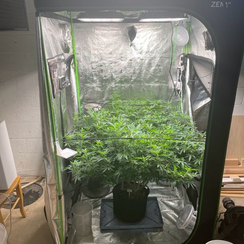 Blue Dream growlog photo: I moved the air filter systems out of the tent so that I could raise the lights to the maximum height. 3d printer for the win again to print tent clips. 