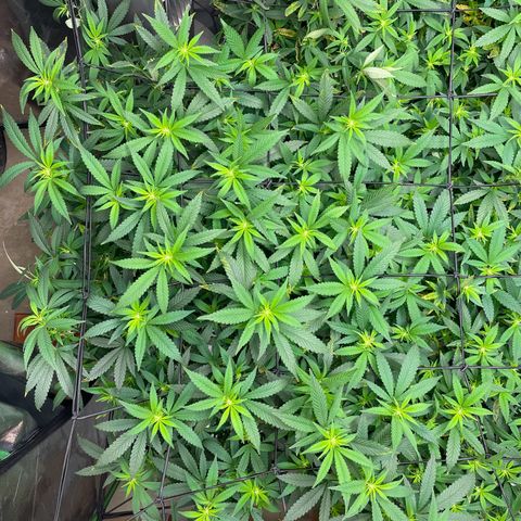 Blue Dream growlog photo: I raised the large fan up to try and help with the heat and did some heavy defoliating now that I can see the bud sights