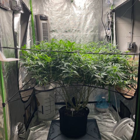 Blue Dream growlog photo: I raised the large fan up to try and help with the heat and did some heavy defoliating now that I can see the bud sights