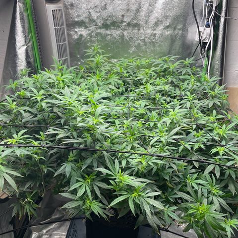 Blue Dream growlog photo: I raised the large fan up to try and help with the heat and did some heavy defoliating now that I can see the bud sights
