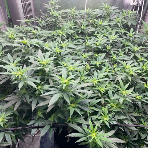 Blue Dream growlog timeline photo