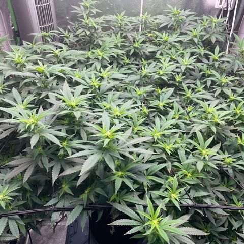 Blue Dream growlog photo: Added a tape measure that is zeroed at the height of the lights. Now I always know the plants distance from the lights. Also did a LOT of defoliating the past few days. Probably not going to remove too much more