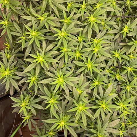 Blue Dream growlog photo: Added a tape measure that is zeroed at the height of the lights. Now I always know the plants distance from the lights. Also did a LOT of defoliating the past few days. Probably not going to remove too much more