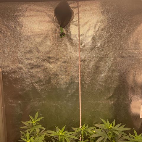 Blue Dream growlog photo: Added a tape measure that is zeroed at the height of the lights. Now I always know the plants distance from the lights. Also did a LOT of defoliating the past few days. Probably not going to remove too much more