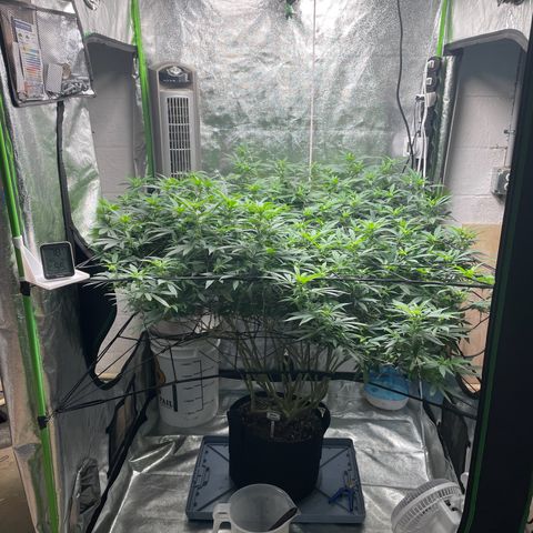 Blue Dream growlog photo: Added a tape measure that is zeroed at the height of the lights. Now I always know the plants distance from the lights. Also did a LOT of defoliating the past few days. Probably not going to remove too much more