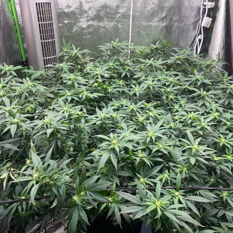 Blue Dream growlog photo: Did some light LST with the top SCROG to open up the center. Seeing a little bit of nutrient burn in the tips