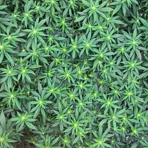 Blue Dream growlog photo: Did some light LST with the top SCROG to open up the center. Seeing a little bit of nutrient burn in the tips